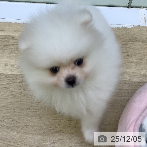 山梨県のポメラニアン (ペットプラス 甲府昭和店/2025年9月27日生まれ/男の子/ホワイトクリーム)の子犬の3枚目の画像