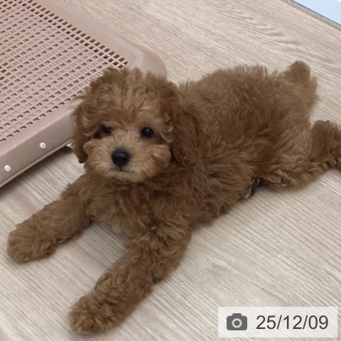 トイ・プードルの写真