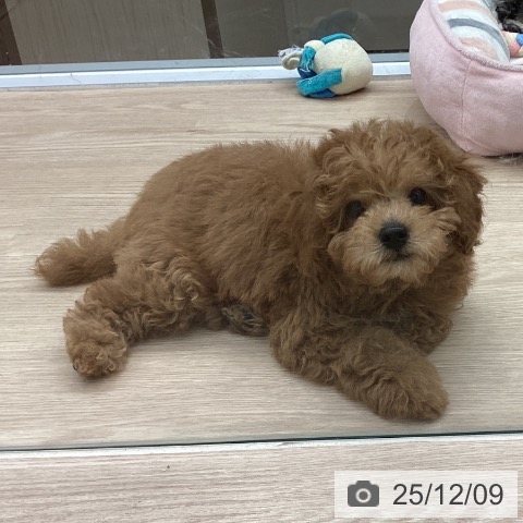 トイ・プードルの写真