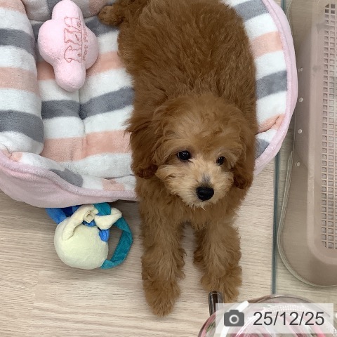 埼玉県のトイプードル(トイ) (ペットプラス 川口店/2025年10月1日生まれ/男の子/レッド)の子犬の4枚目の画像