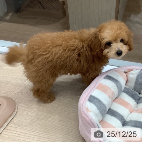 埼玉県のトイプードル(トイ) (ペットプラス 川口店/2025年10月1日生まれ/男の子/レッド)の子犬の3枚目の画像