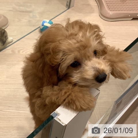 埼玉県のトイプードル(トイ) (ペットプラス 川口店/2025年10月1日生まれ/男の子/レッド)の子犬の3枚目の画像