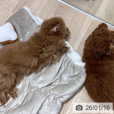 宮城県のトイプードル(トイ) (ペットプラス 名取店/2025年10月1日生まれ/男の子/レッド)の子犬の3枚目の画像