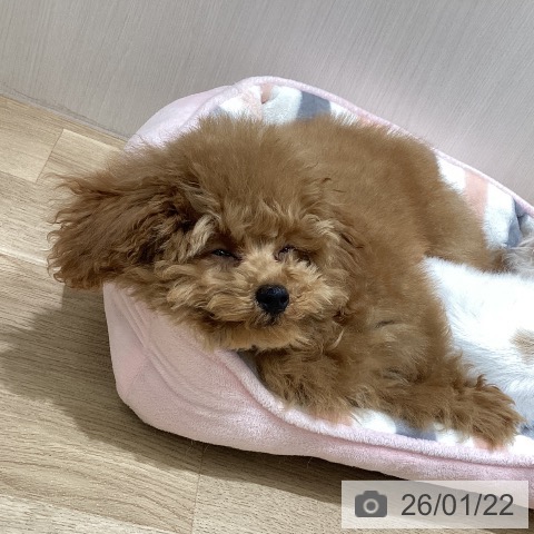 宮城県のトイプードル(トイ) (ペットプラス 名取店/2025年10月1日生まれ/男の子/レッド)の子犬の3枚目の画像