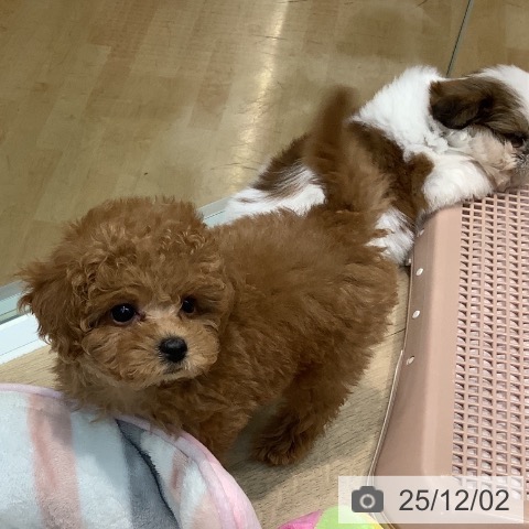 トイ・プードルの写真