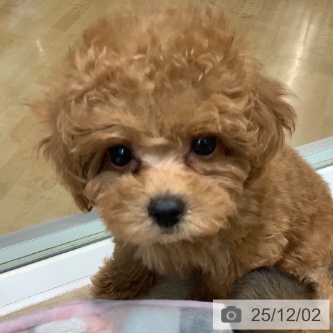 トイ・プードルの写真