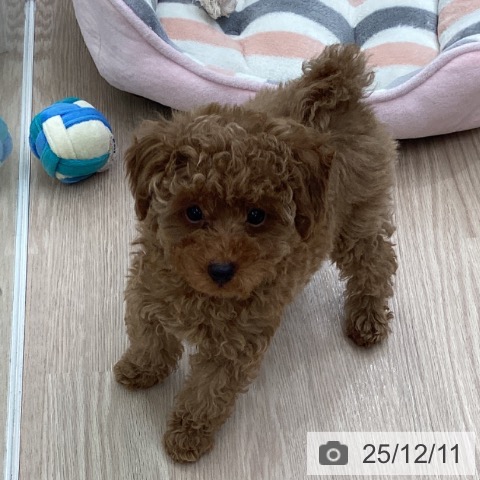 トイ・プードルの写真