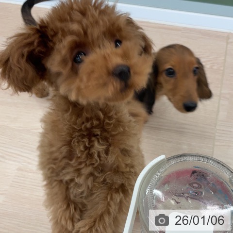 埼玉県のトイプードル(トイ) (ペットプラス 上尾店/2025年10月1日生まれ/男の子/レッド)の子犬の4枚目の画像