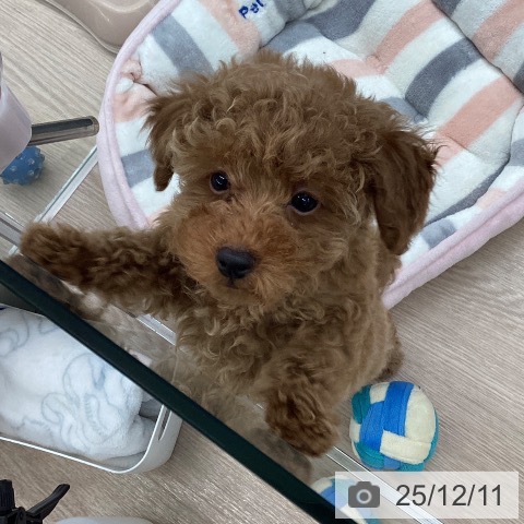 トイ・プードルの写真