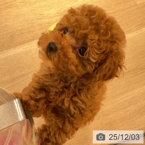 東京都のトイプードル(トイ) (ペットプラス アクアシティお台場店/2025年10月1日生まれ/男の子/レッド)の子犬の3枚目の画像