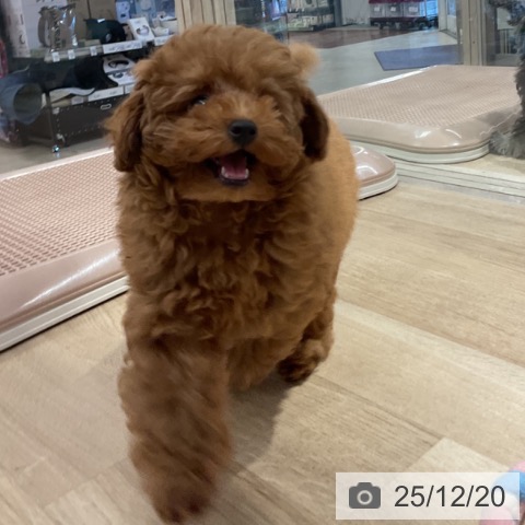 東京都のトイプードル(トイ) (ペットプラス アクアシティお台場店/2025年10月1日生まれ/男の子/レッド)の子犬の3枚目の画像