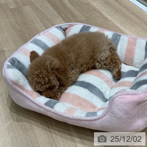 トイ・プードルの写真