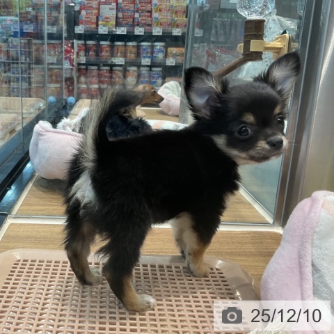 埼玉県のチワワ(ロング) (ペッツワン 新座店/2025年10月2日生まれ/男の子/ブラックタンホワイト)の子犬の3枚目の画像