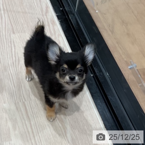 埼玉県のチワワ(ロング) (ペッツワン 新座店/2025年10月2日生まれ/男の子/ブラックタンホワイト)の子犬の3枚目の画像