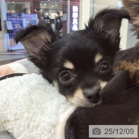 埼玉県のチワワ(ロング) (ペットプラス 浦和美園店/2025年10月2日生まれ/男の子/ブラックタンホワイト)の子犬の4枚目の画像