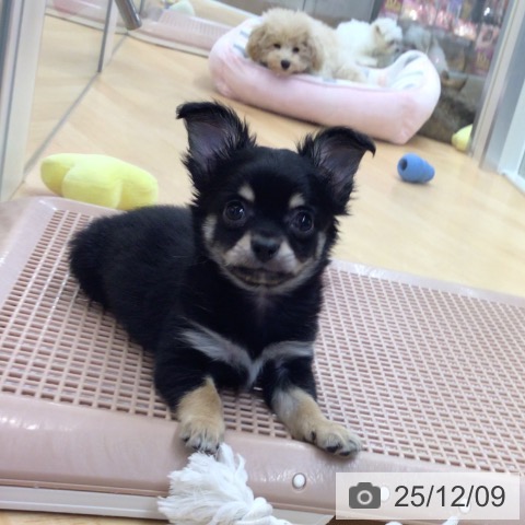 埼玉県のチワワ(ロング) (ペットプラス 浦和美園店/2025年10月2日生まれ/男の子/ブラックタンホワイト)の子犬の3枚目の画像