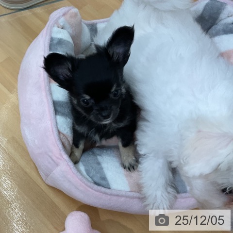 千葉県のチワワ(ロング) (ペットプラス 八千代緑が丘店/2025年10月2日生まれ/女の子/ブラックタンホワイト)の子犬の4枚目の画像