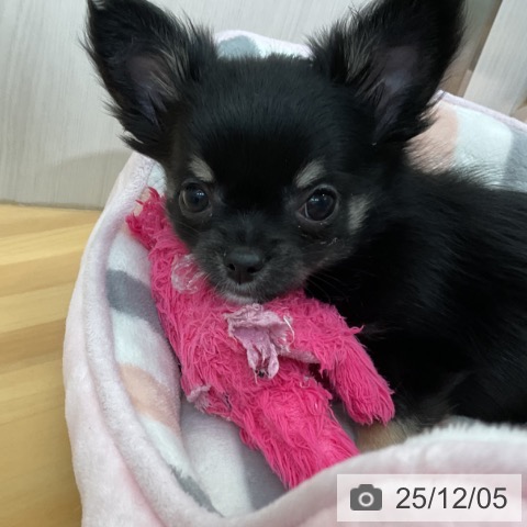 千葉県のチワワ(ロング) (ペットプラス 八千代緑が丘店/2025年10月2日生まれ/女の子/ブラックタンホワイト)の子犬の3枚目の画像