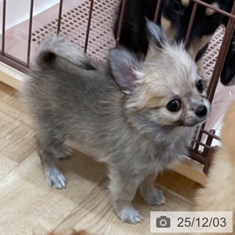 長野県のチワワ(ロング) (ペットプラス 上田店/2025年10月1日生まれ/女の子/フォーン)の子犬の4枚目の画像