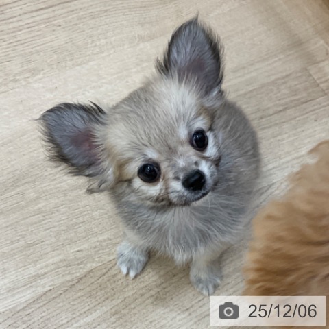 長野県のチワワ(ロング) (ペットプラス 上田店/2025年10月1日生まれ/女の子/フォーン)の子犬の3枚目の画像