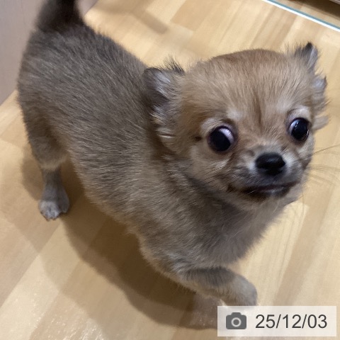 埼玉県のチワワ(ロング) (ペットプラス 与野店/2025年10月1日生まれ/女の子/フォーン)の子犬の3枚目の画像