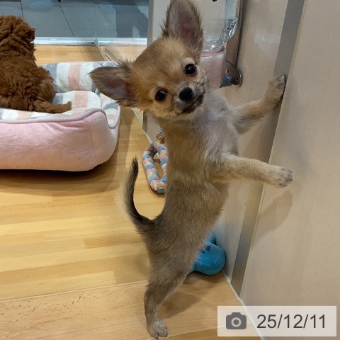 埼玉県のチワワ(ロング) (ペットプラス 与野店/2025年10月1日生まれ/女の子/フォーン)の子犬の4枚目の画像