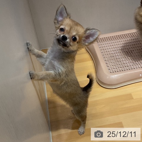 埼玉県のチワワ(ロング) (ペットプラス 与野店/2025年10月1日生まれ/女の子/フォーン)の子犬の3枚目の画像