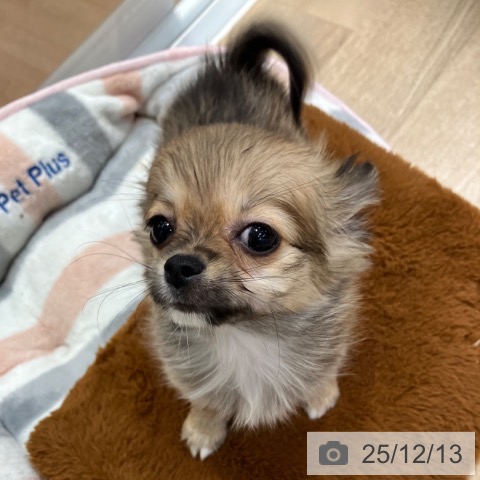 神奈川県のチワワ(ロング) (ペットプラス テラスモール湘南店/2025年10月1日生まれ/女の子/フォーン)の子犬の4枚目の画像