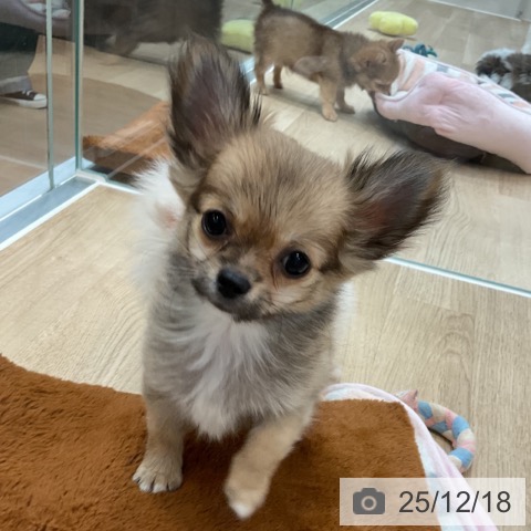 神奈川県のチワワ(ロング) (ペットプラス テラスモール湘南店/2025年10月1日生まれ/女の子/フォーン)の子犬の4枚目の画像