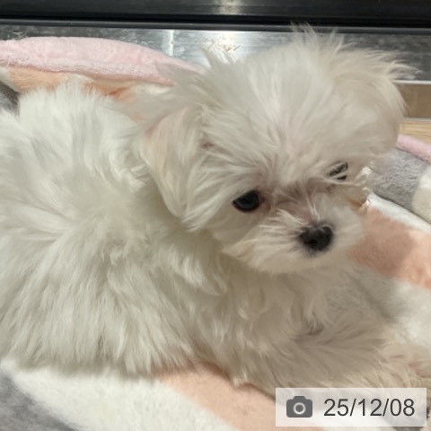 マルチーズの写真