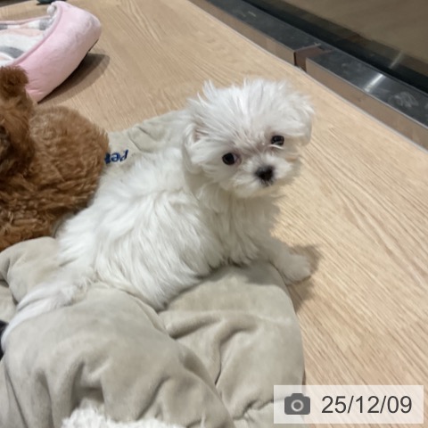 マルチーズの写真