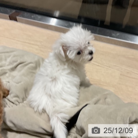 マルチーズの写真