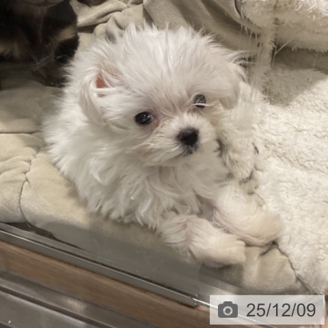 マルチーズの写真