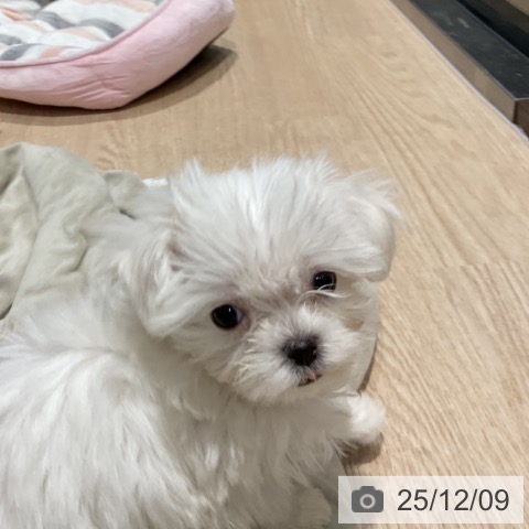 マルチーズの写真