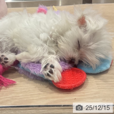 埼玉県のマルチーズ (ペットプラス ピオニウォーク東松山店/2025年10月3日生まれ/男の子/ホワイト)の子犬の3枚目の画像