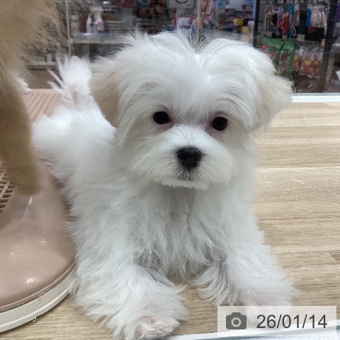 千葉県のマルチーズ (ペットプラス 木更津店/2025年10月3日生まれ/女の子/ホワイト)の子犬の4枚目の画像