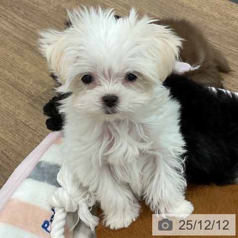 埼玉県のマルチーズ (ペッツワン 吉川美南店/2025年10月3日生まれ/女の子/ホワイト)の子犬の3枚目の画像