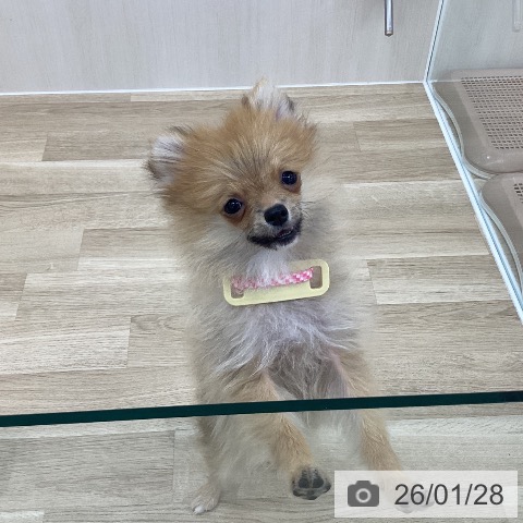 ポメラニアンの写真