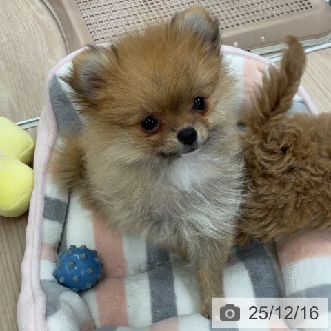 埼玉県のポメラニアン (ペットプラス 上尾店/2025年10月2日生まれ/女の子/オレンジ)の子犬の4枚目の画像
