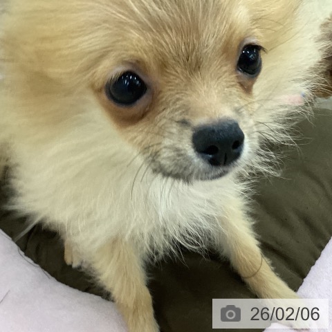 群馬県のポメラニアン (ペットプラス 前橋店/2025年10月2日生まれ/女の子/オレンジ)の子犬の4枚目の画像