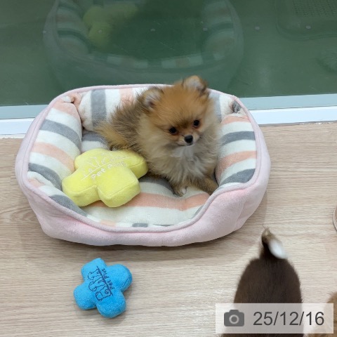 埼玉県のポメラニアン (ペットプラス 上尾店/2025年10月2日生まれ/女の子/オレンジ)の子犬の3枚目の画像