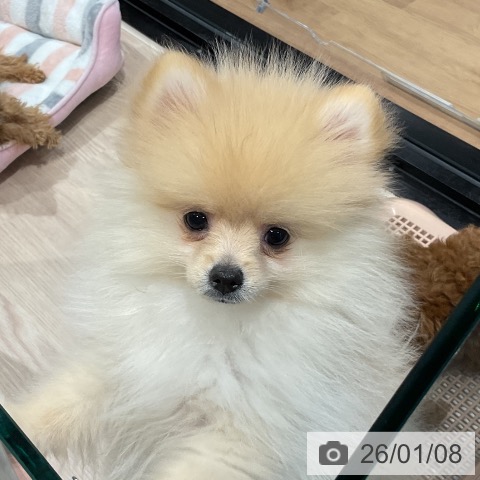 埼玉県のポメラニアン (ペッツワン 新座店/2025年10月2日生まれ/男の子/クリーム)の子犬の4枚目の画像