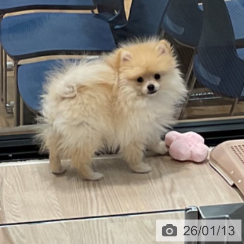 埼玉県のポメラニアン (ペッツワン 新座店/2025年10月2日生まれ/男の子/クリーム)の子犬の4枚目の画像