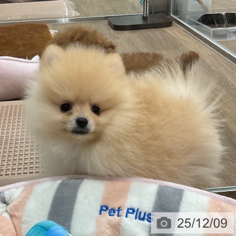 埼玉県のポメラニアン (ペッツワン 吉川美南店/2025年10月2日生まれ/男の子/クリーム)の子犬の3枚目の画像