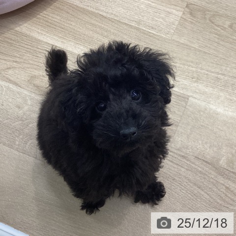 神奈川県のトイプードル(トイ) (ペットプラス 座間店/2025年10月2日生まれ/男の子/ブラック)の子犬の4枚目の画像