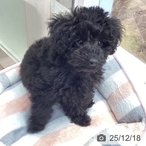 神奈川県のトイプードル(トイ) (ペットプラス 座間店/2025年10月2日生まれ/男の子/ブラック)の子犬の3枚目の画像