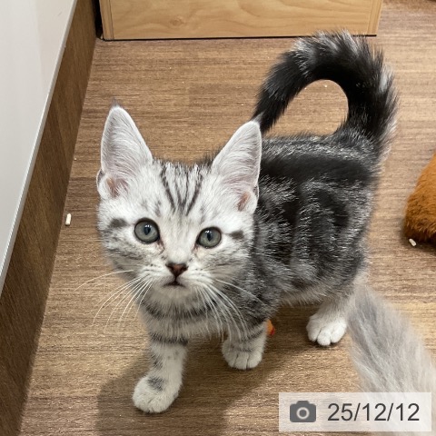 埼玉県のアメリカンショートヘアー (ペッツワン 吉川美南店/2025年10月3日生まれ/男の子/シルバータビー)の子猫の3枚目の画像