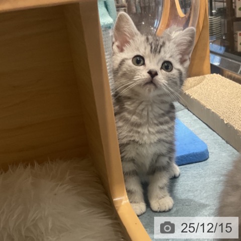 埼玉県のアメリカンショートヘアー (ペットプラス コクーンシティ店/2025年10月3日生まれ/男の子/シルバータビー)の子猫の4枚目の画像