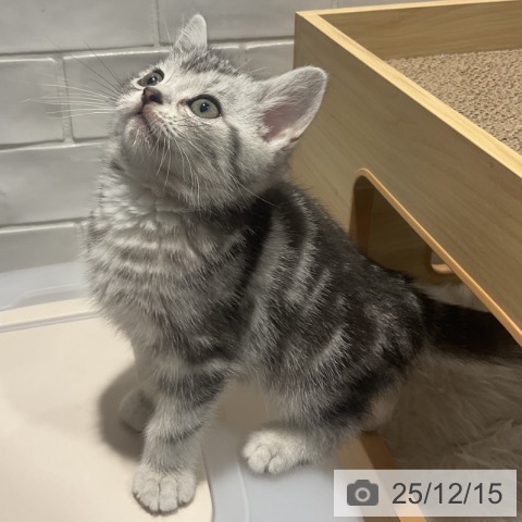 埼玉県のアメリカンショートヘアー (ペットプラス コクーンシティ店/2025年10月3日生まれ/男の子/シルバータビー)の子猫の3枚目の画像