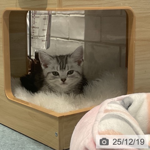 埼玉県のアメリカンショートヘアー (ペットプラス コクーンシティ店/2025年10月3日生まれ/男の子/シルバータビー)の子猫の3枚目の画像